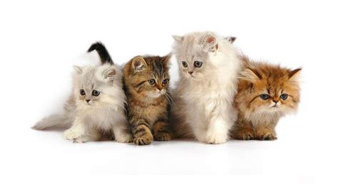 Cute Little Cat Wallpaper HD Wallpaper High Resolution