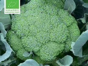 Chou fleur semis culture et récolte Broccoli Broccoli seeds Seeds