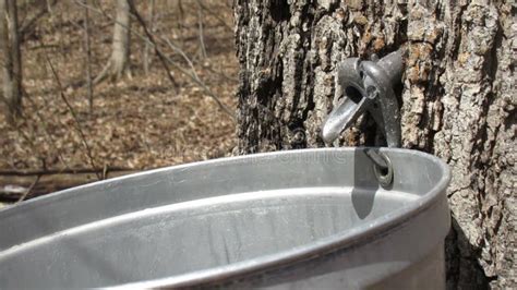 Maple Sap Dripping Stock Footage Video Of Metal Life