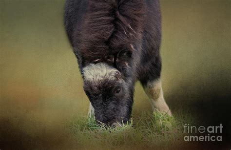 Musk Ox Baby 2 Photograph By Eva Lechner Pixels