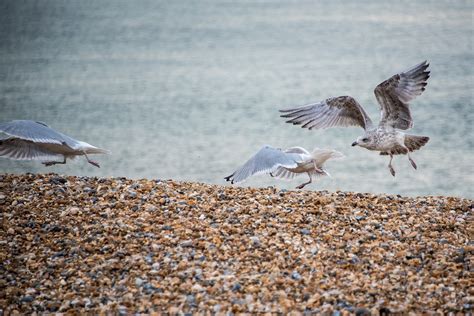 Seagulls Beach Sea Free Photo On Pixabay Pixabay