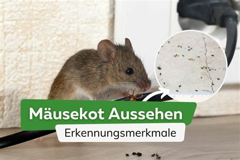 Mäusekot Aussehen so erkennen Sie Kot von Mäusen