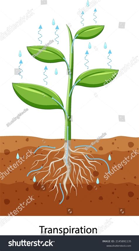 16,963 Transpiration Images, Stock Photos & Vectors | Shutterstock