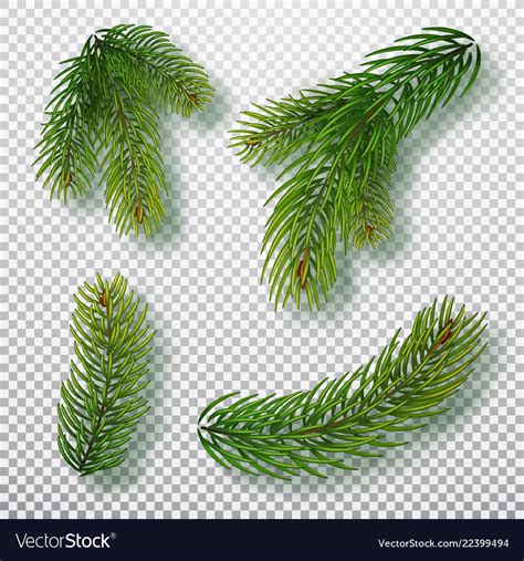 Christmas tree branches set for a decor Royalty Free Vector