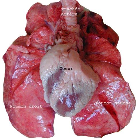 Dissection Du Coeur De Porc