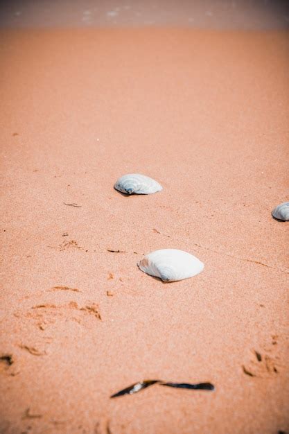 Premium Photo Shells Lying On The Sandy Seashore