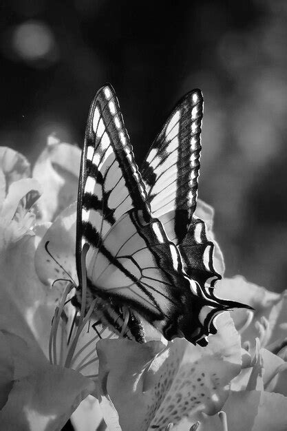 Mariposa En Blanco Y Negro Foto Premium