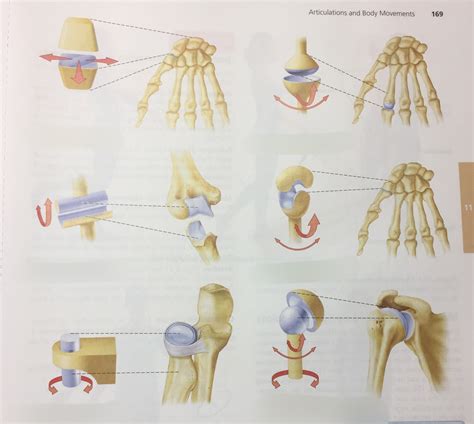 Figure 11 3 Types Of Synovial Joints Diagram Quizlet