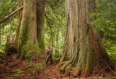 Guide To Washington States Ancient Forests Giant Trees And Old