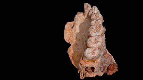 Descubren El Fósil De Homo Sapiens Más Antiguo De La Historia