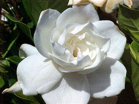 Gardenia - JungleKey.fr Web