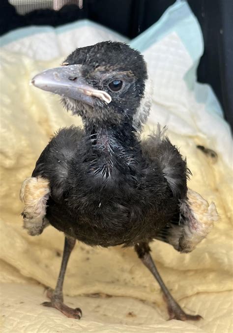 Our resident Magpies have lost all their young offspring for the last 2