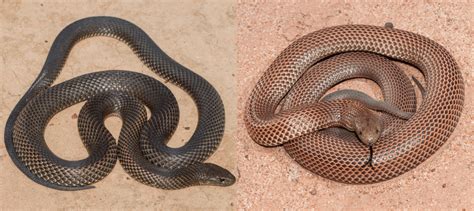 30 Common Snakes Found In Australia 2023 Bird Watching Hq