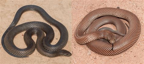 13 COMMON SNAKES FOUND IN The Northern Territory 2023 Bird Watching HQ