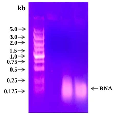 Rnase Testing Boston Bioproducts