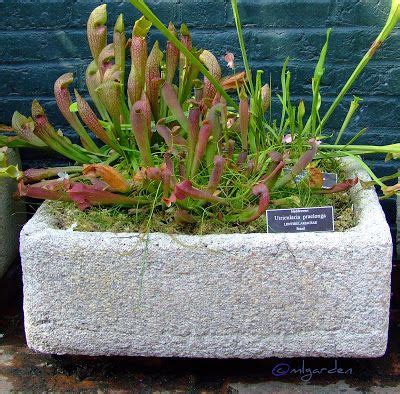 17 Best images about Bog containers on Pinterest | Gardens, The savages and Flora