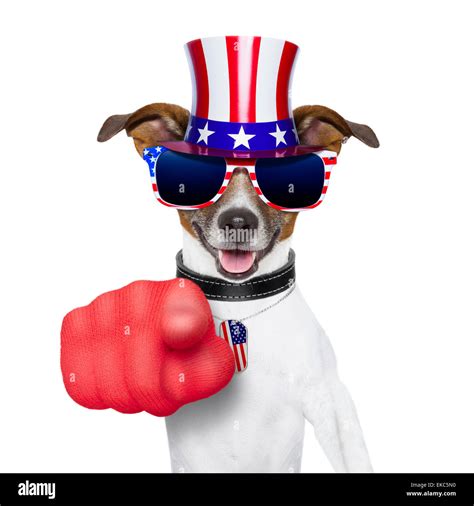 usa american dog Stock Photo - Alamy