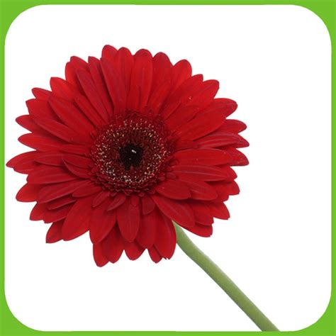 Gerbera Red - Aisha Flowers