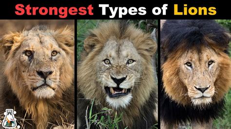 10 Most Powerful Types Of Lions That Ever Lived Youtube