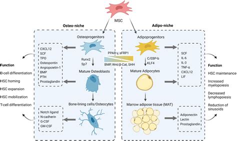 Frontiers Dynamic Changes Of The Bone Marrow Niche Mesenchymal