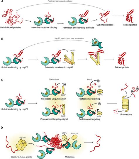 Substrate Release Mechanisms From Hsp A Hsp Selectively Binds To