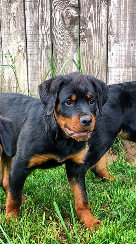 Are Rottweilers Cuddly