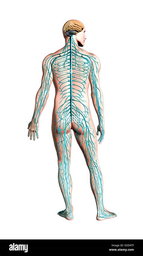 Human Nervous System Hi Res Stock Photography And Images Alamy