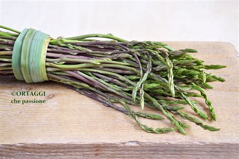 ASPARAGI SELVATICI Ricette E Periodo Di RACCOLTA ORTAGGI Che Passione