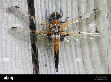 Just Hatched Four Spotted Chaser Libellula Quadrimaculata Known Also