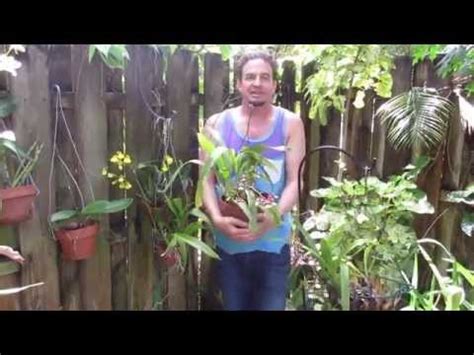 Robert S Tropical Paradise Garden Secrets Of Growing Amazing Orchids