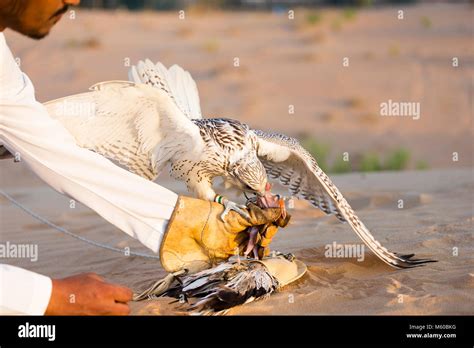 Falconry Lure Hi Res Stock Photography And Images Alamy