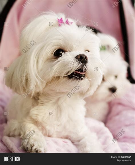 Maltese Puppies Pink Image And Photo Free Trial Bigstock