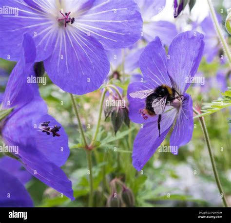 A Bee On Geranium Johnsons Blue Cranesbill Flowering Geranium ×