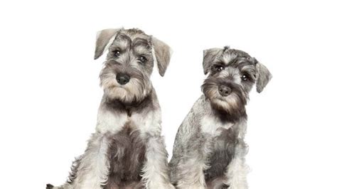 Buying Puppies Online - Learn About Nature