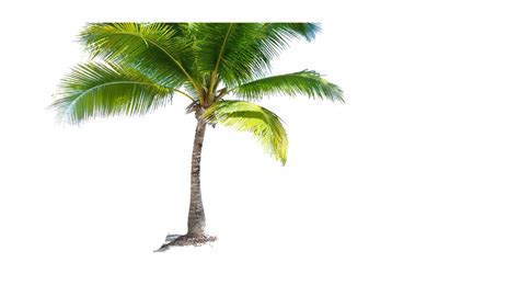 Beach Coconut Tree Tropical Plant Decor Free Png Png All