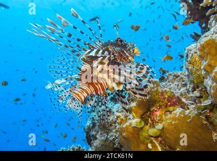 Rotfeuerfisch Pterois Volitans Unterwasser Foto Tauchplatz The Canyon