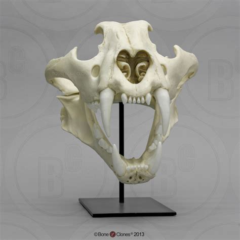 Siberian Tiger Skull, Male - Bone Clones - Osteological Reproductions