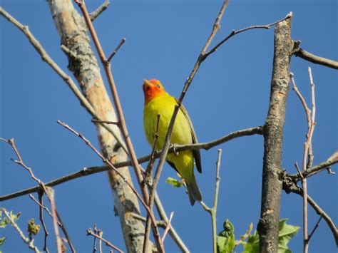 San Bernardino Birds Flickr