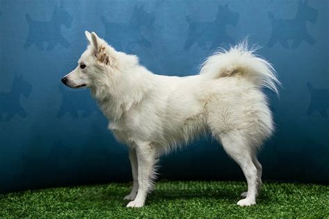 Danish Spitz Dog Breed Information Puppies And Breeders Dogs Australia