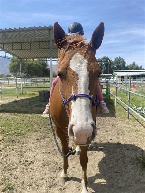 About Heavenly Horses