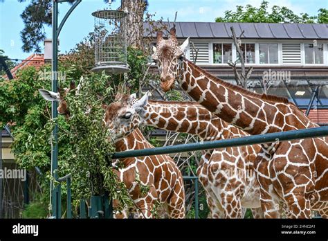 Zoo Vienna Schönbrunn Stock Photo Alamy