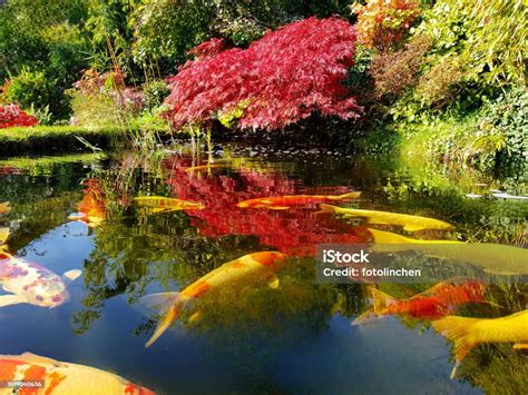 Japanese Garden With Koi Fish Stock Photo Download Image Now Water