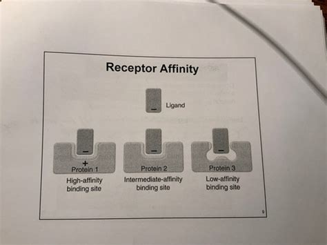 Receptor Biology And Signal Transduction FINAL EXAM Flashcards Quizlet