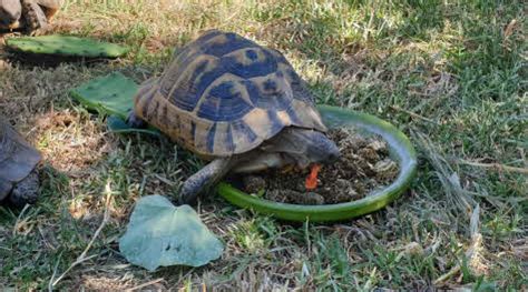 Alimentation Pour Tortues Terrestres Et Aquatiques Incubateur Et