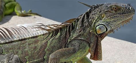 Iguana Facts For Kids 15 Fascinating Tidbits About These Amazing