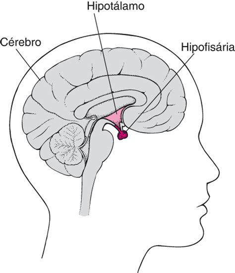 O Que Significa Hipófise - Considerações gerais sobre a hipófise - Considerações gerais sobre a ...