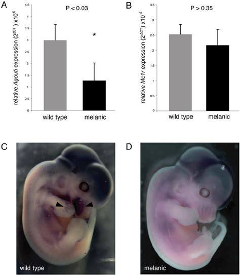 Agouti And Mc1r Expression In Wild Type And Melanic Mice A B