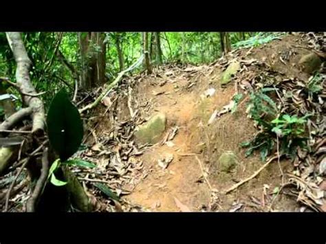 Trecho Cachoeira Dos Primatas Corcovado Transcarioca Pnt Rj