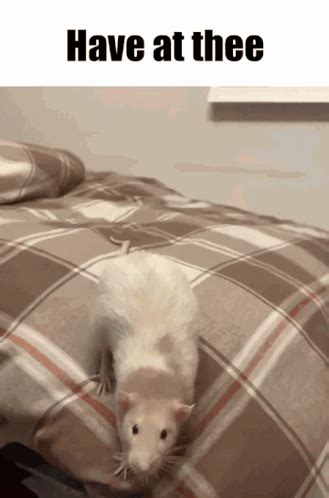 Have At Thee Rat GIF - Have at thee Rat Jump - Discover & Share GIFs