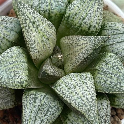 Haworthia picta (hakusenden) – Lifestyle Seeds